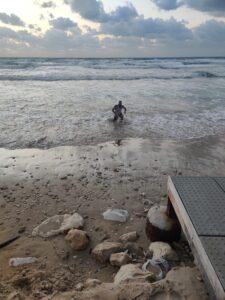 Wolf coming out of the sea